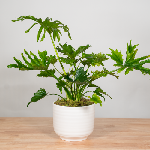 philodendron lickety split size Philodendron "Lickety Split" – Tipton & Hurst