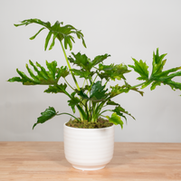 Philodendron "Lickety Split"