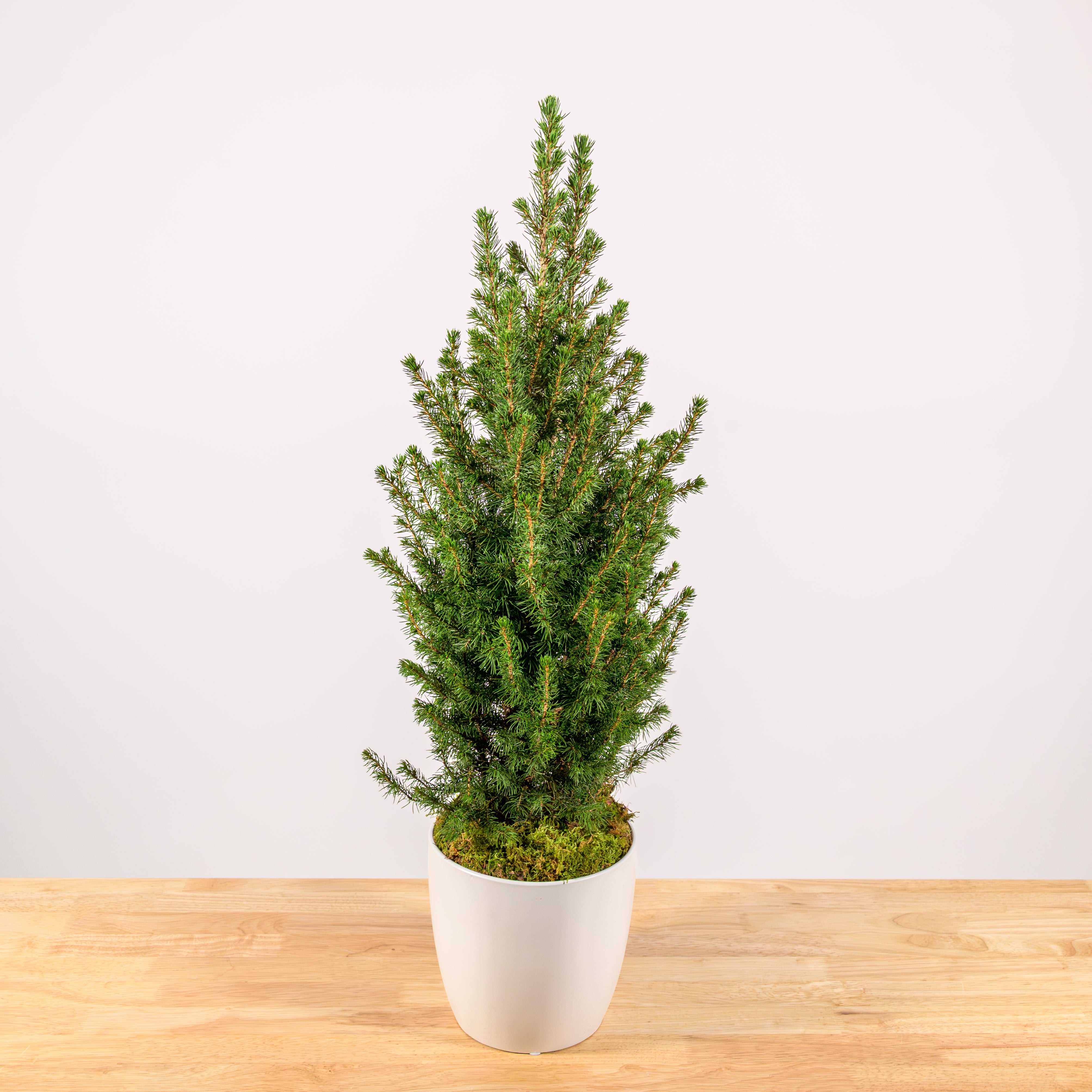 Alberta Spruce