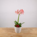 Amaryllis 6"