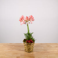 Amaryllis 6"
