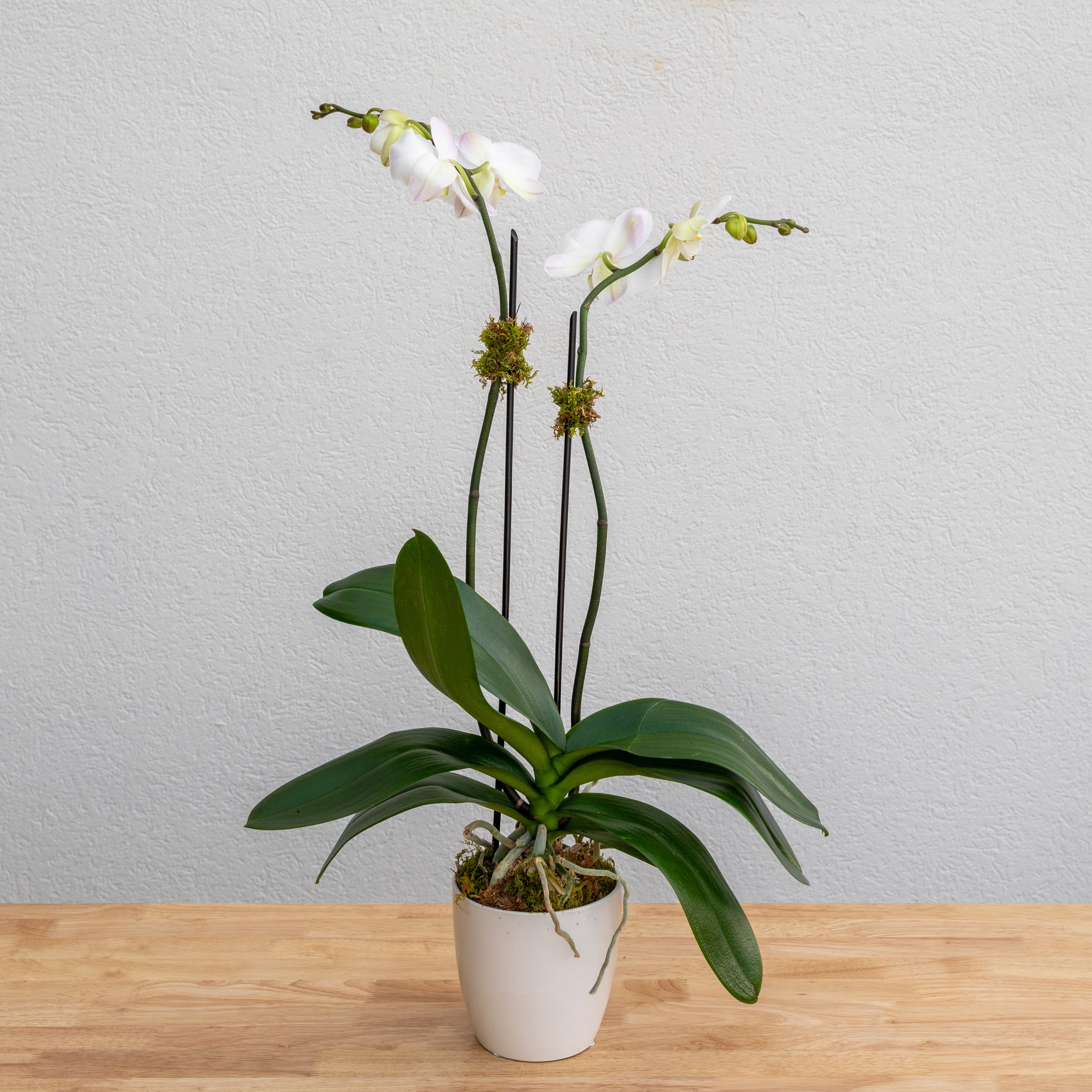 Orchid Plants | Tipton & Hurst Arkansas Florist