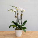 Double Stem Orchid - Double