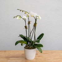 Double Stem Orchid - Double