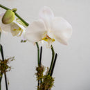 Double Stem Orchid - Double