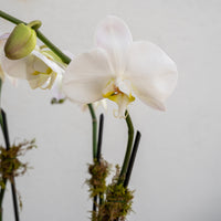 Double Stem Orchid - Double