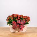 Holiday Kalanchoe Double Basket