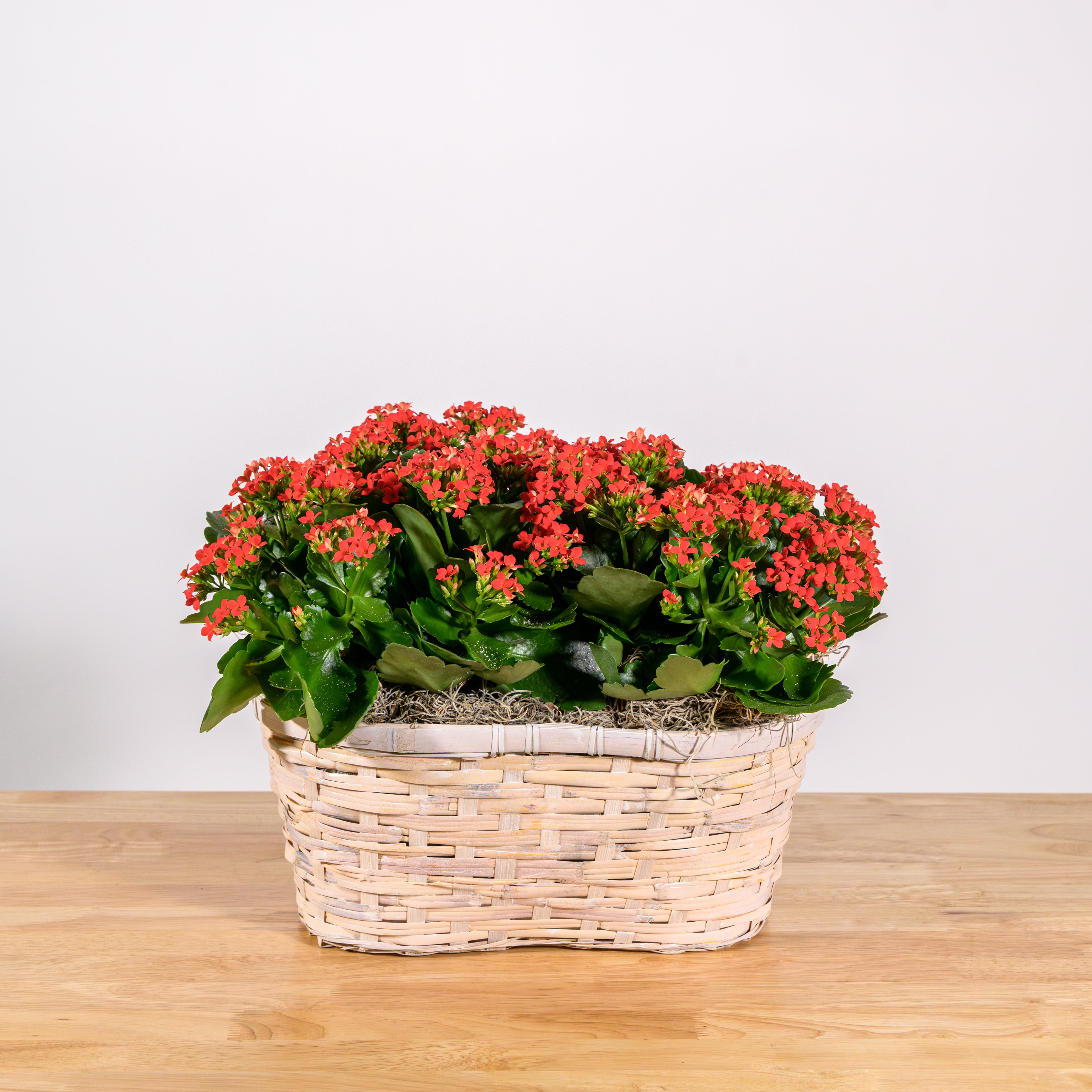Holiday Kalanchoe Double Basket