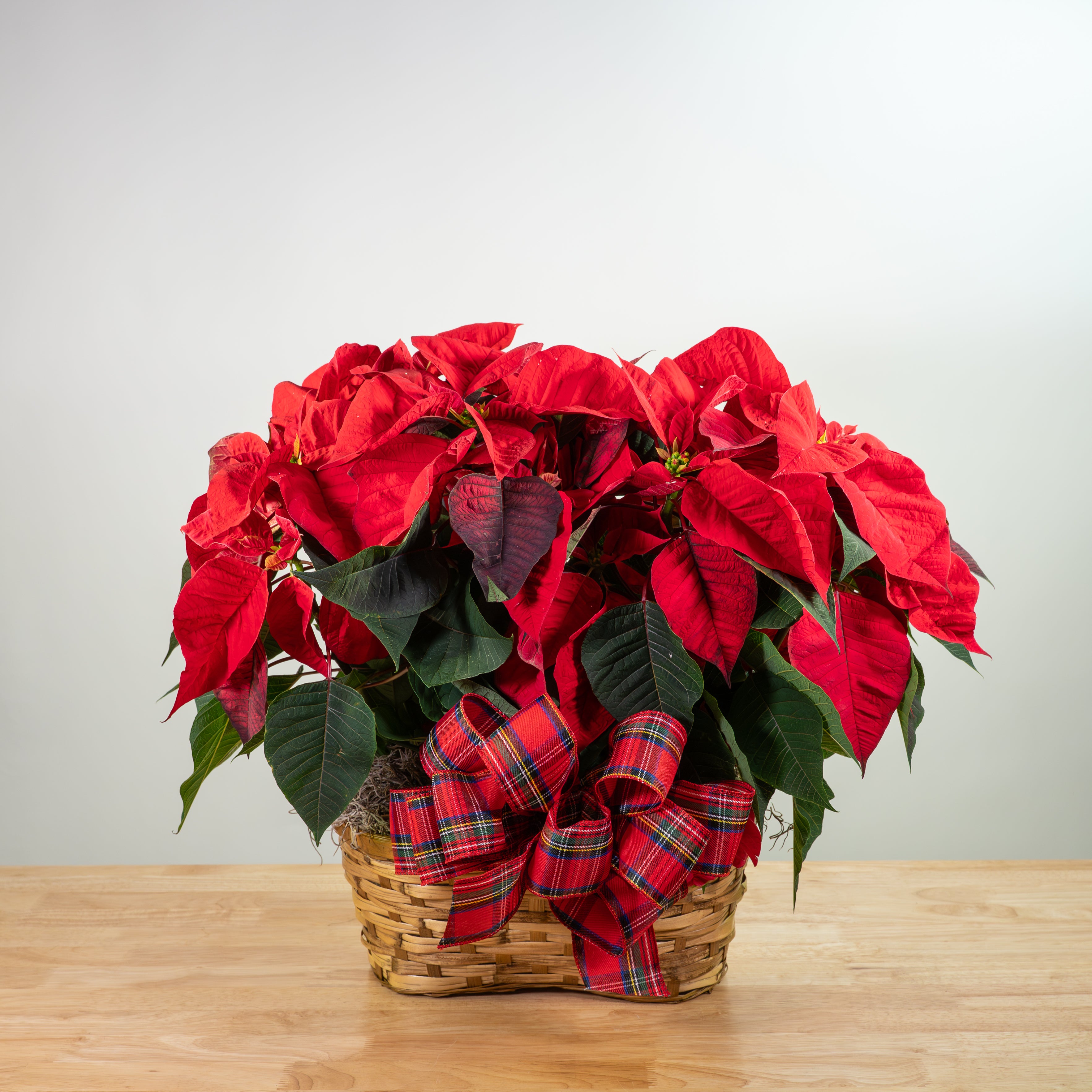 Blooming Plants | Delivery in Central Arkansas – Tipton & Hurst