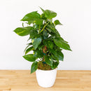 Pothos Totems