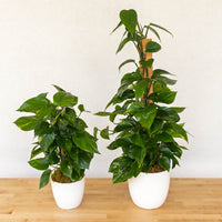 Pothos Totems
