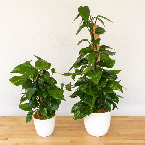 Pothos Totems