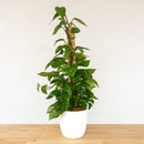 Pothos Totems