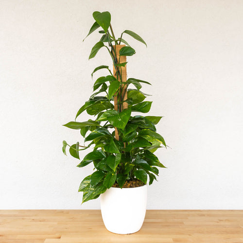 Pothos Totems
