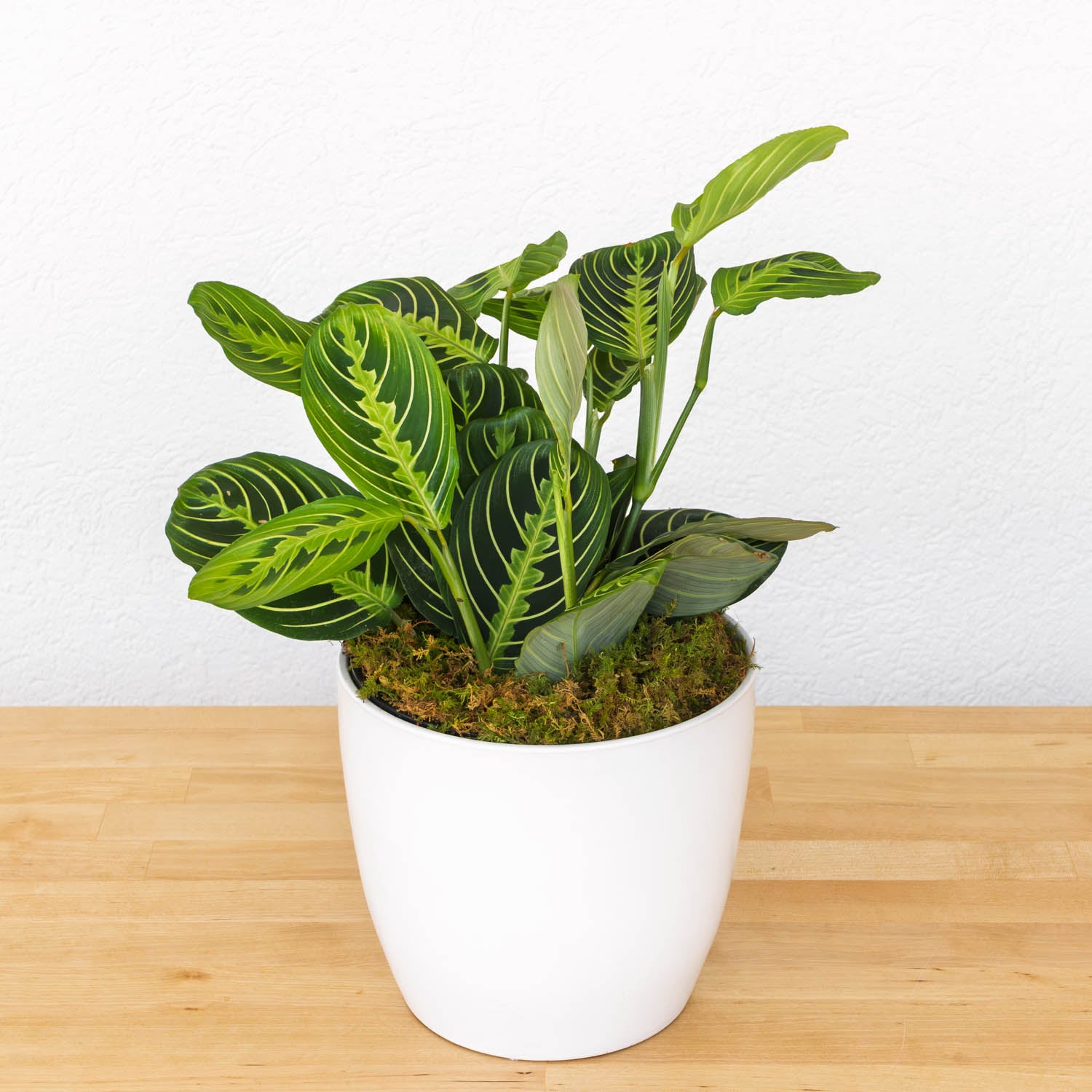 6" Prayer Plant