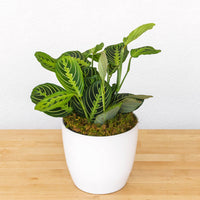 6" Prayer Plant