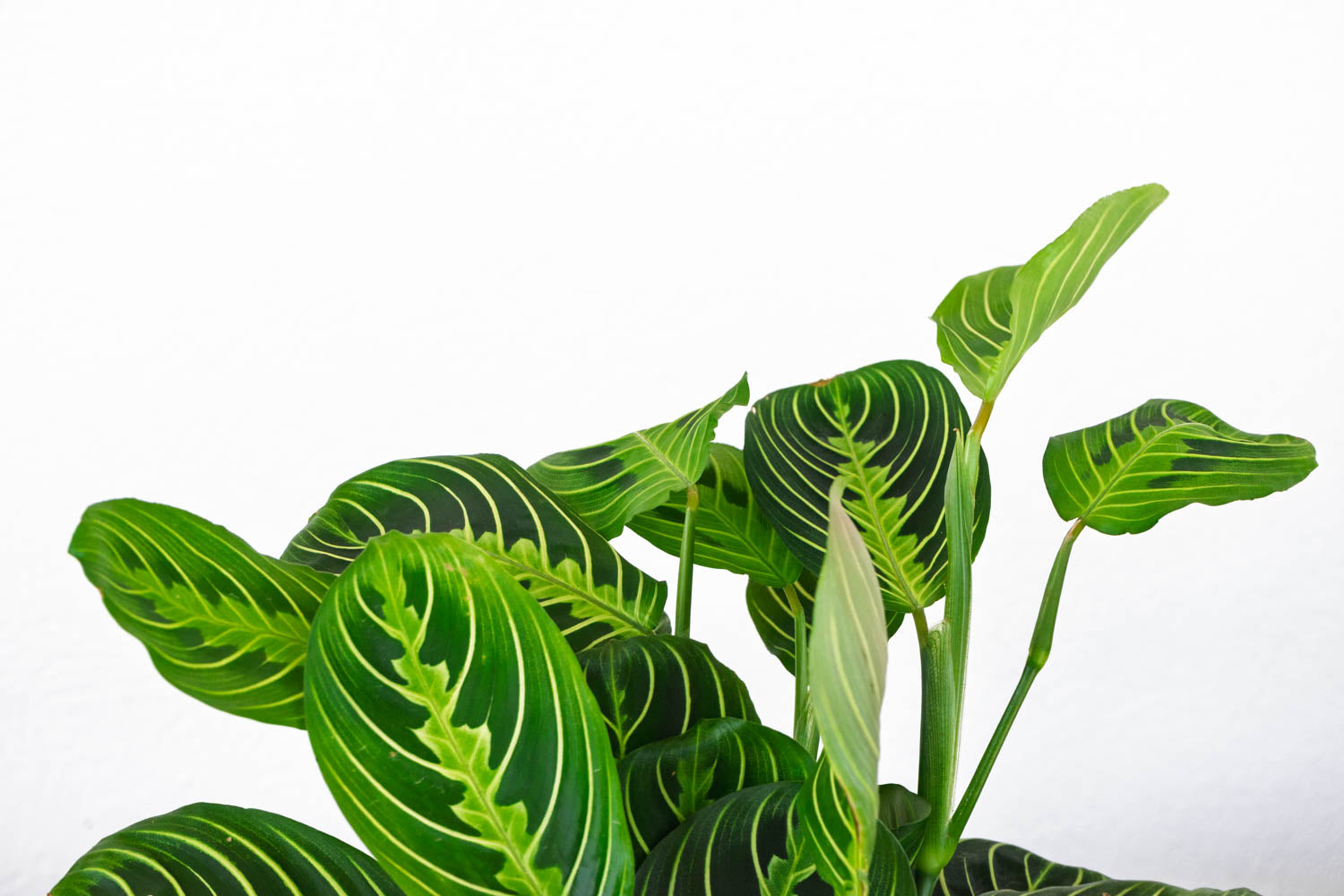 6" Prayer Plant