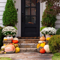 Designer Pumpkin Delivery