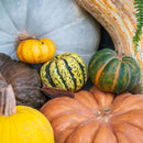 Designer Pumpkin Delivery