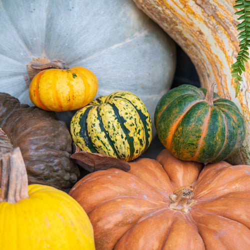Designer Pumpkin Delivery