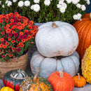 Designer Pumpkin Delivery