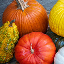Designer Pumpkin Delivery