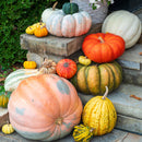 Designer Pumpkin Delivery