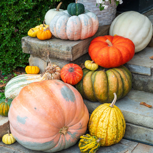 Designer Pumpkin Delivery