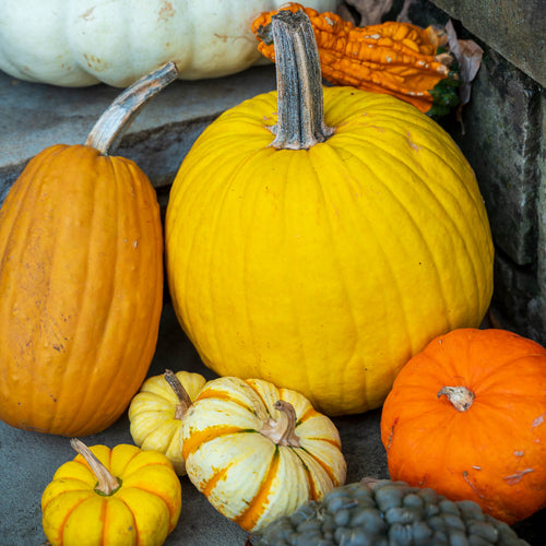 Designer Pumpkin Delivery