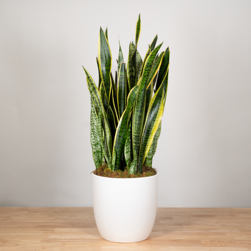 Sansevieria (Snake Plant)