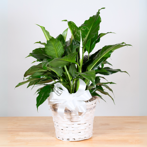 Spathiphyllum (Peace Lily)