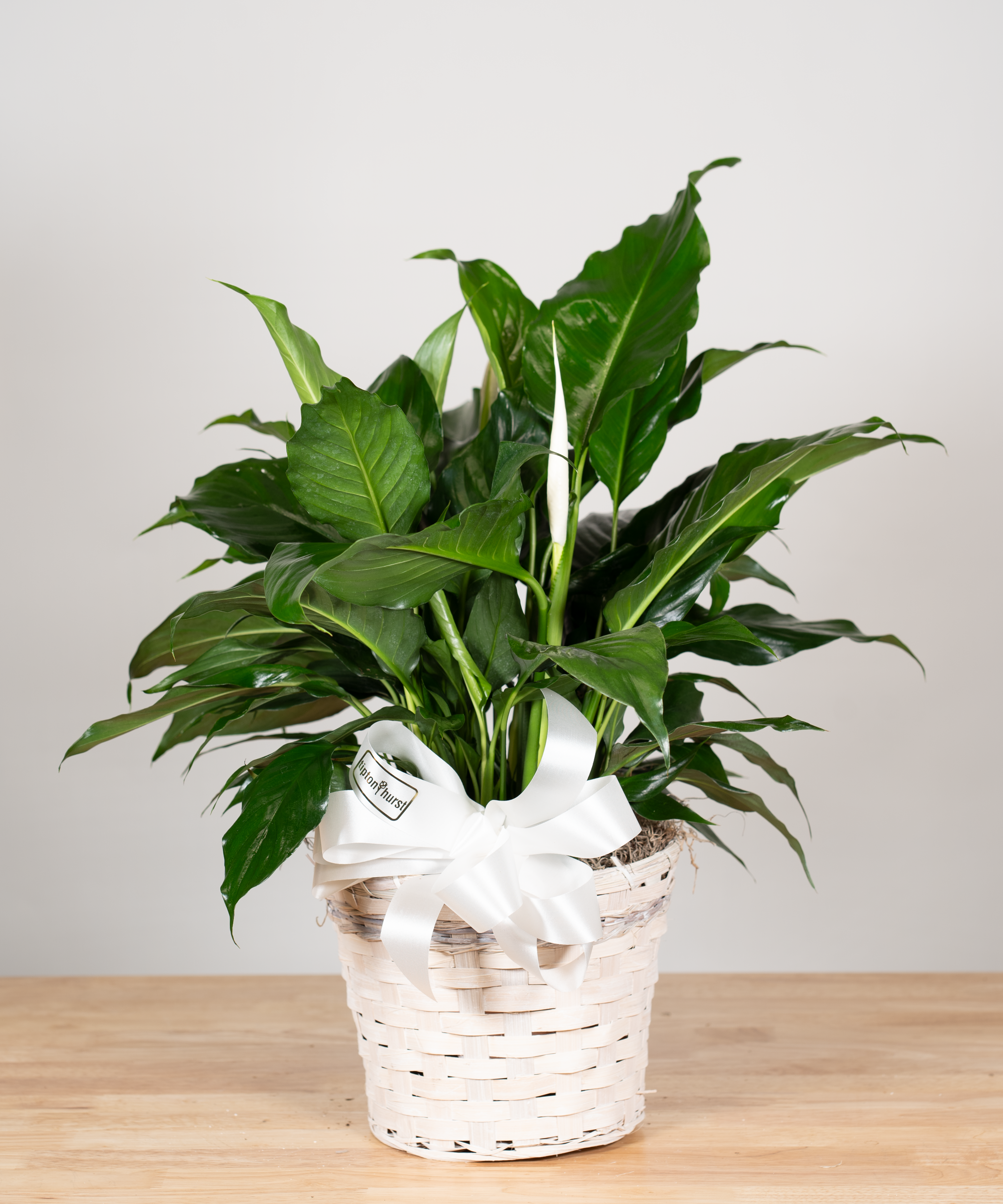 Spathiphyllum (Peace Lily)