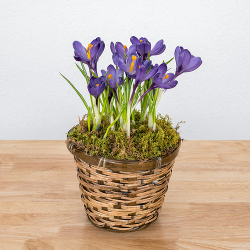 Crocus 6"