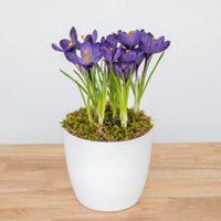 Crocus 6"
