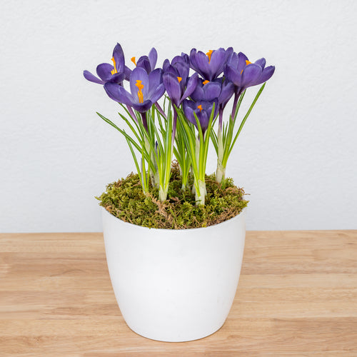 Crocus 6"
