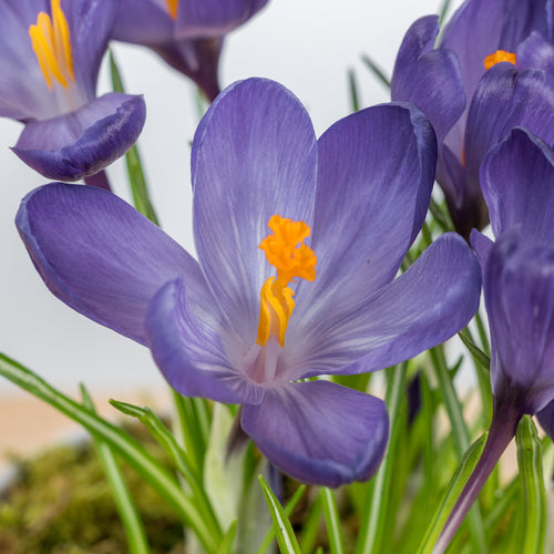Crocus 6"