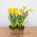 Daffodil Double Basket