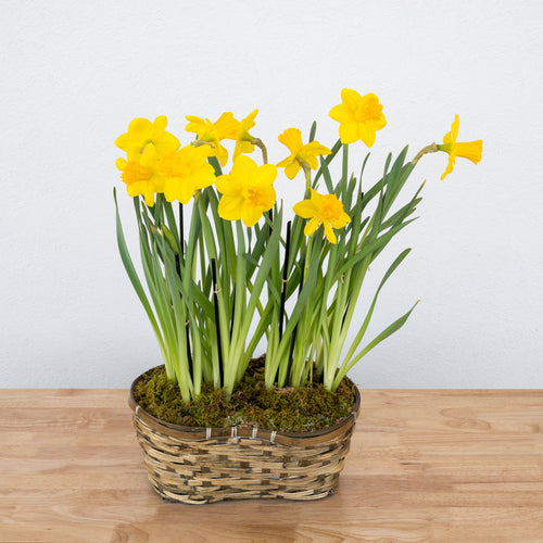 Daffodil Double Basket