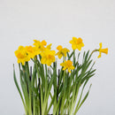 Daffodil Double Basket