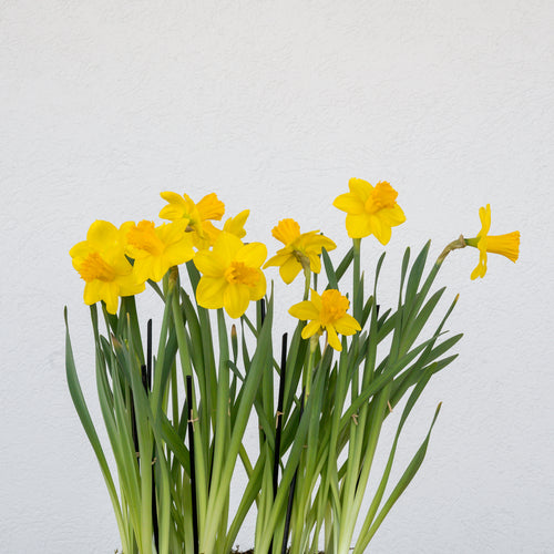 Daffodil Double Basket