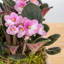 African Violet Box