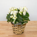 Begonia - 6 Inch