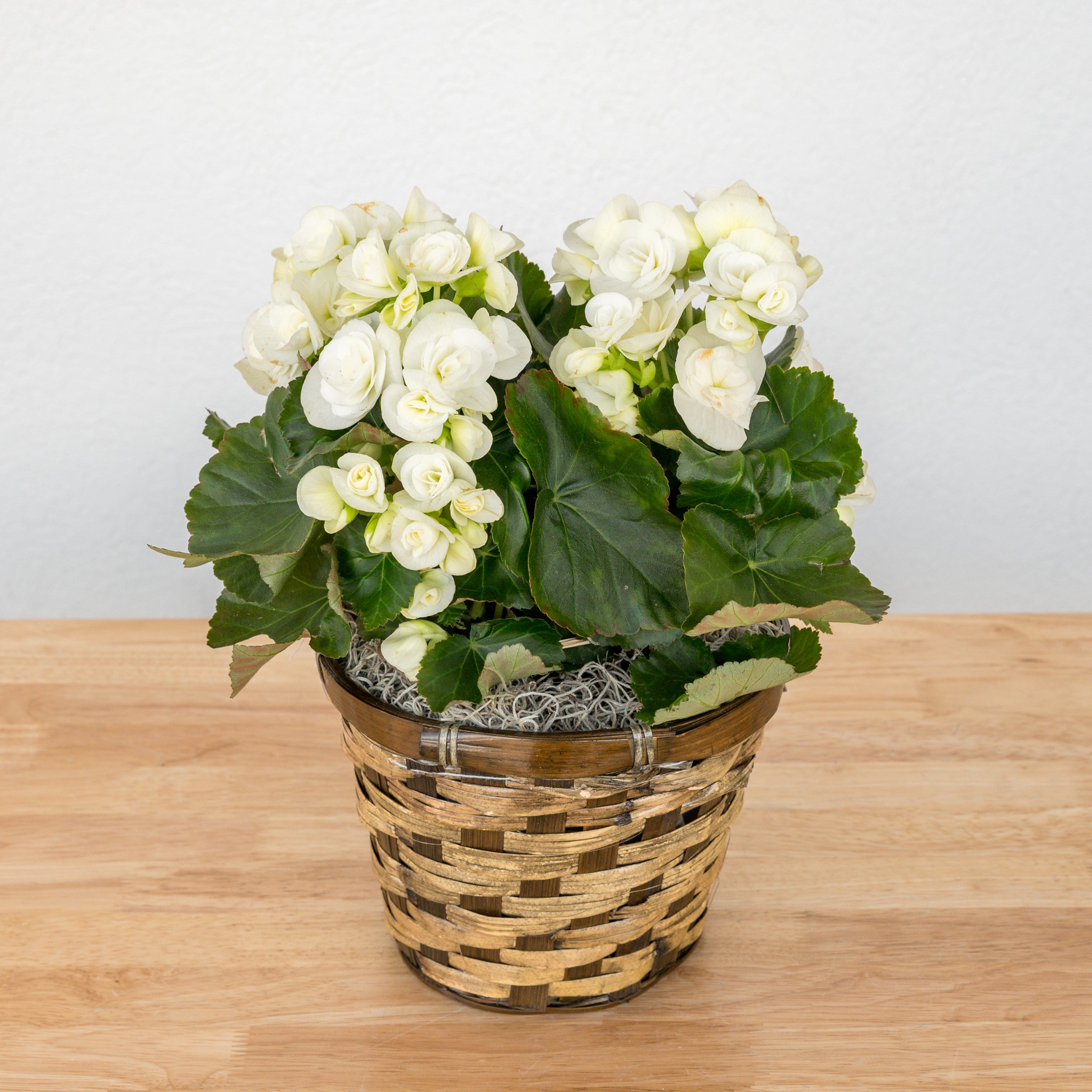 Begonia - 6 Inch