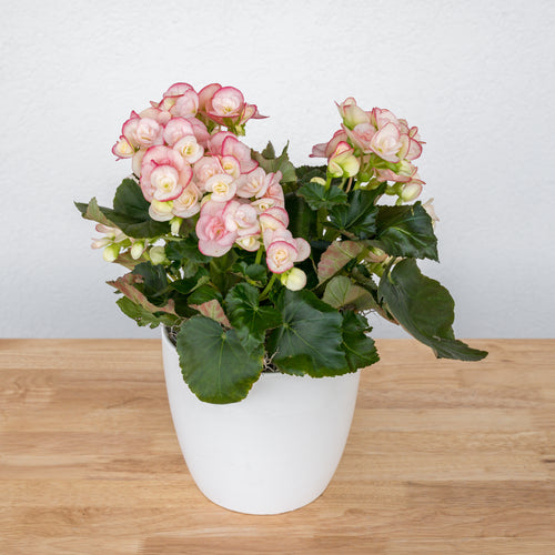 Begonia - 6 Inch