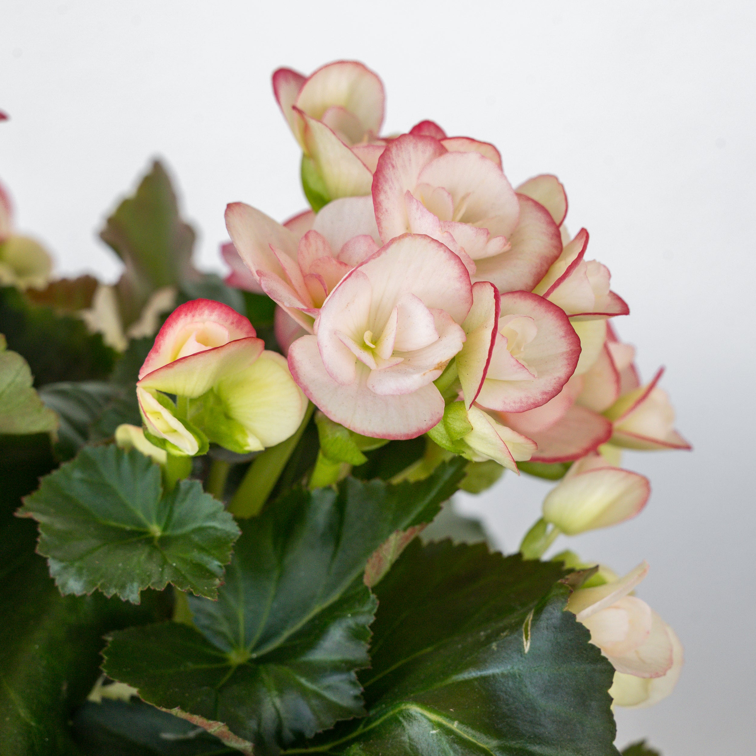 Begonia - 6 Inch