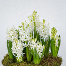 Hyacinth
