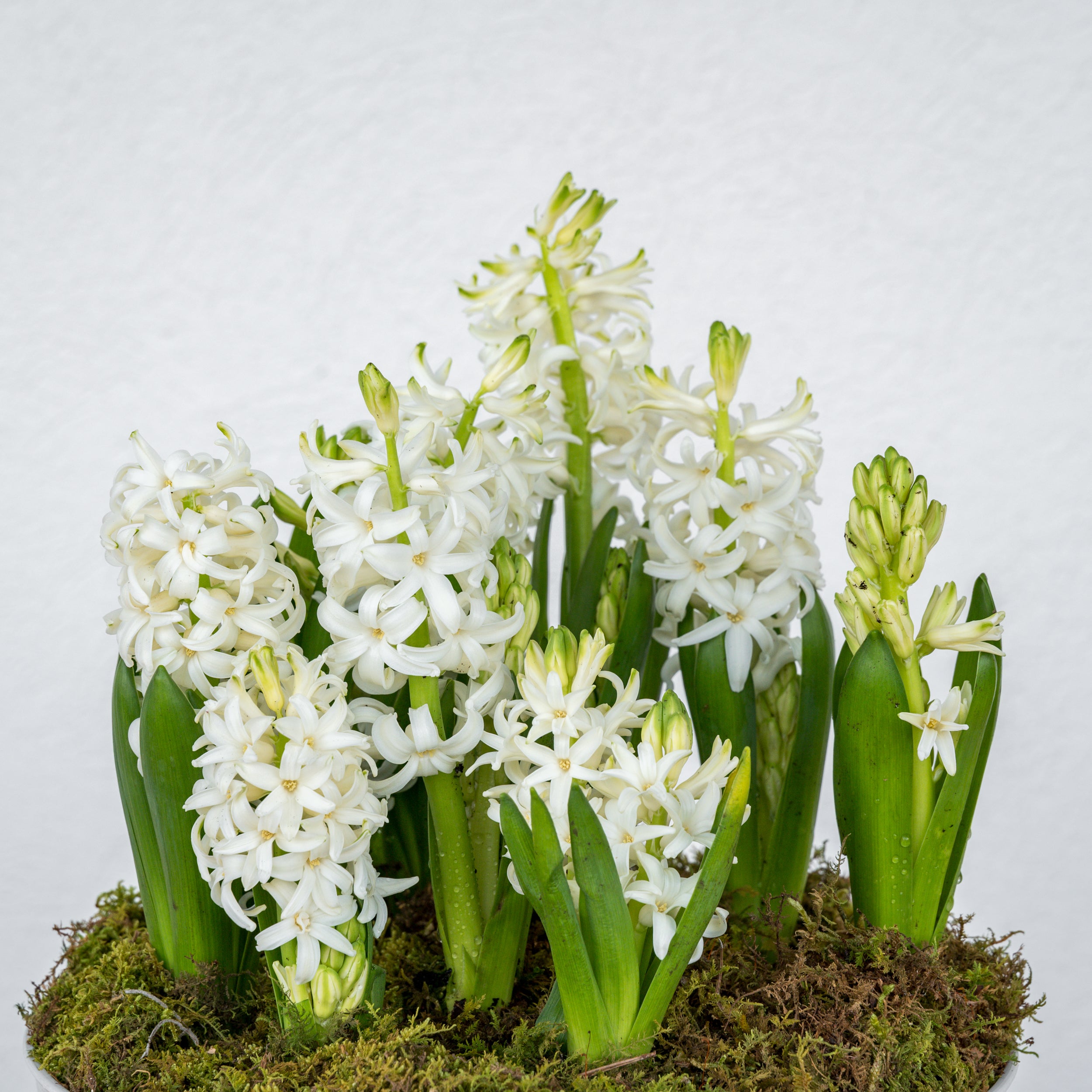 Hyacinth