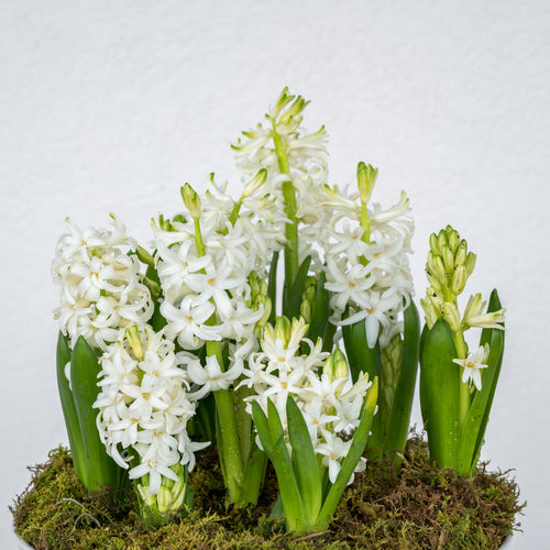 Hyacinth