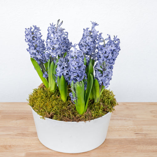 Hyacinth