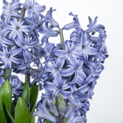 Hyacinth
